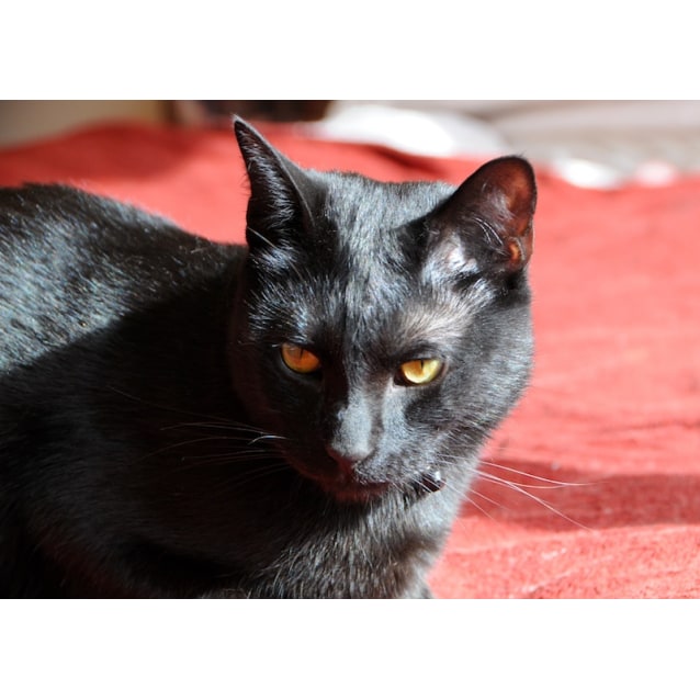 Mr Biggles the utter bastard of a cat Male Domestic Short Hair Cat in