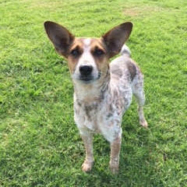Cattle Dog Rescue Facebook Cattle Dog Rescue Facebook
