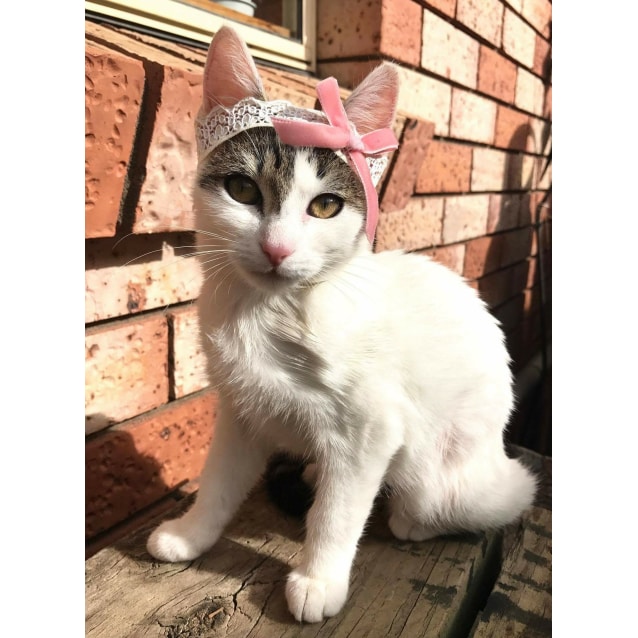 Beaver Adopt Me Female Domestic Short Hair Cat In Nsw