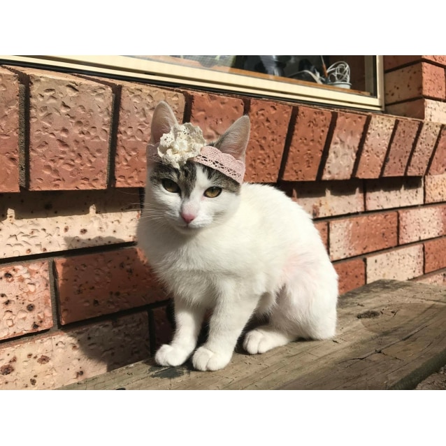 Beaver Adopt Me Female Domestic Short Hair Cat In Nsw
