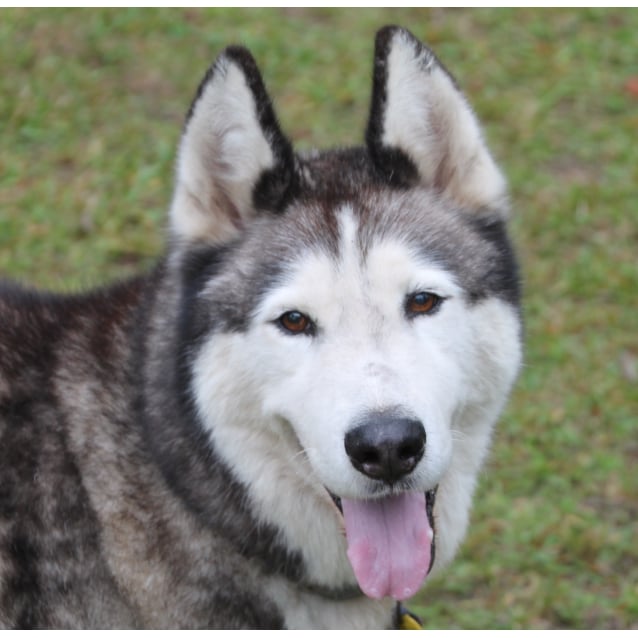 Max Large Male Alaskan Malamute x Siberian Husky Mix Dog