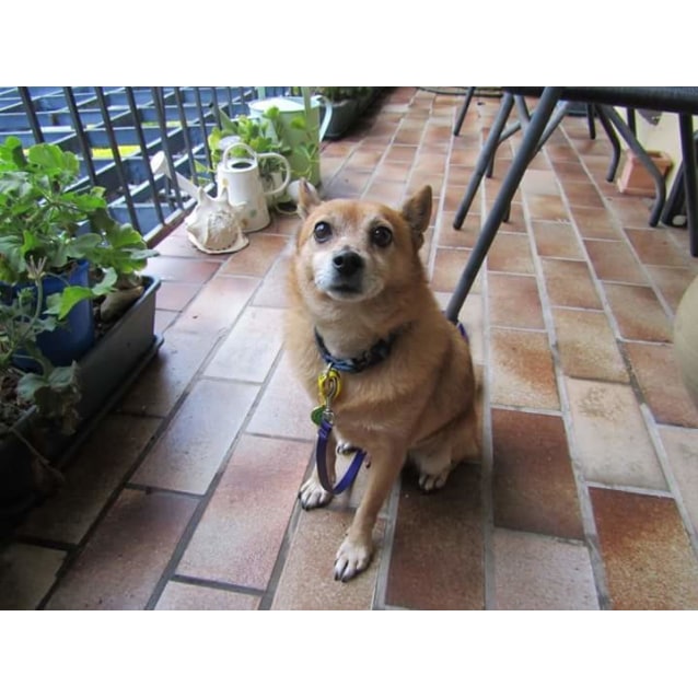 Pet Rescue Qld Small Dogs Pet Rescue Qld Small Dogs
