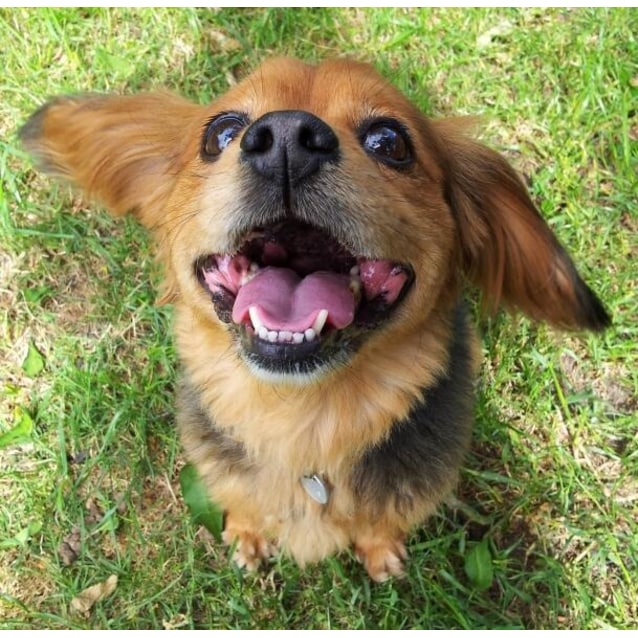 Kira Cavalier King Charles x Maltese Small Female Cavalier King