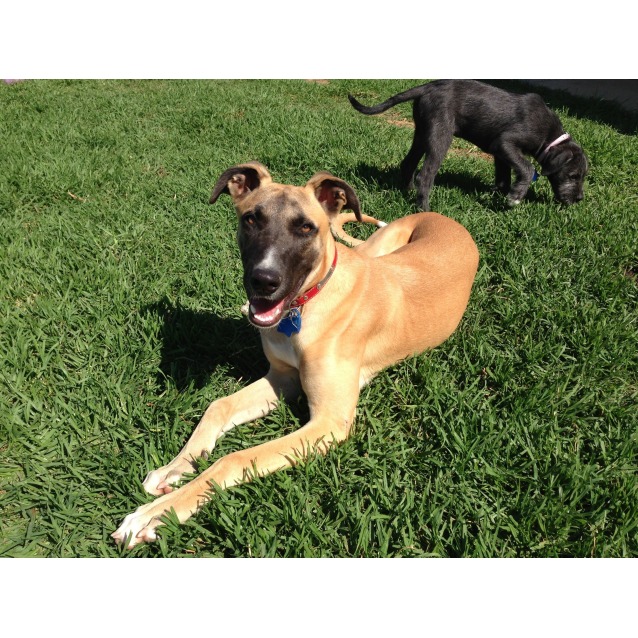 Bondy Large Male Greyhound x Great Dane Mix Dog in NSW PetRescue