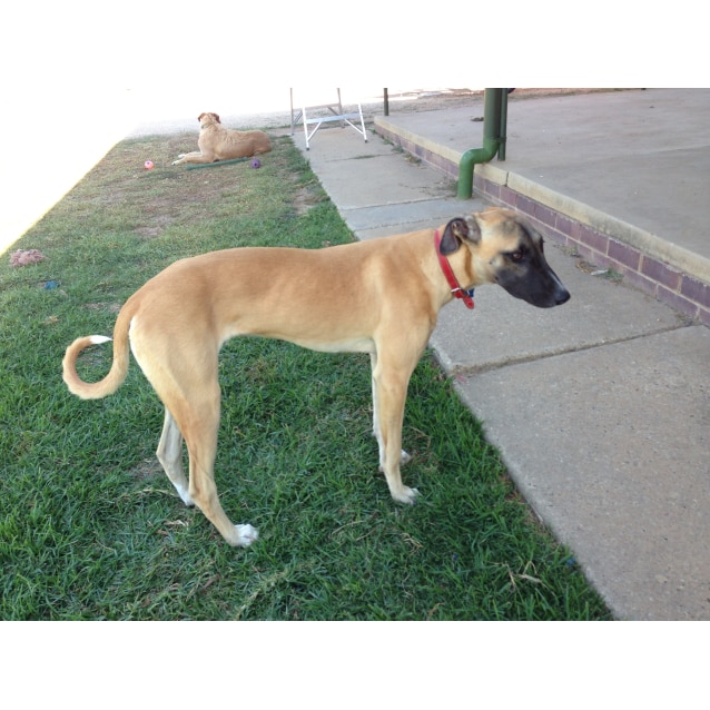 Bondy Large Male Greyhound x Great Dane Mix Dog in NSW PetRescue