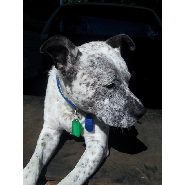 American Staffordshire Terrier Heeler Mix