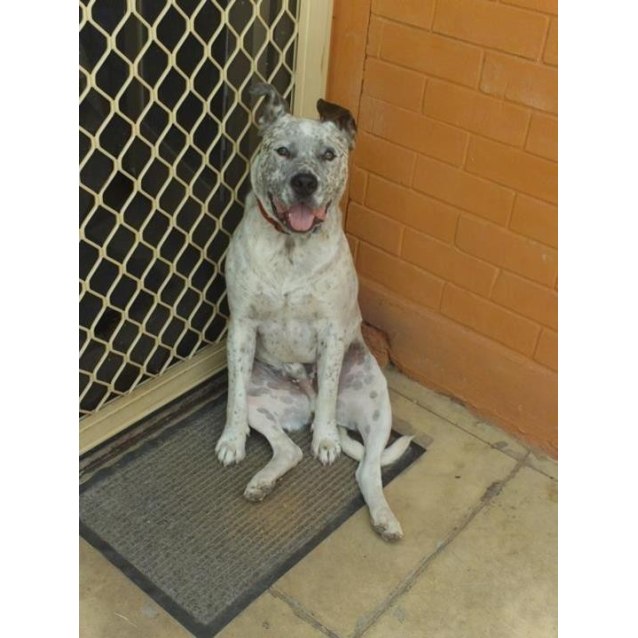 Washington American Staffordshire Terrier Rescue