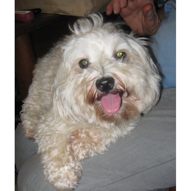 Snowy Small Male Maltese Dog In Qld Petrescue