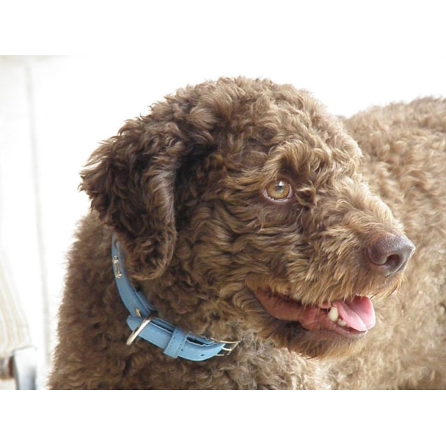 Enzo Medium Male Lagotto Romagnolo Dog in QLD PetRescue
