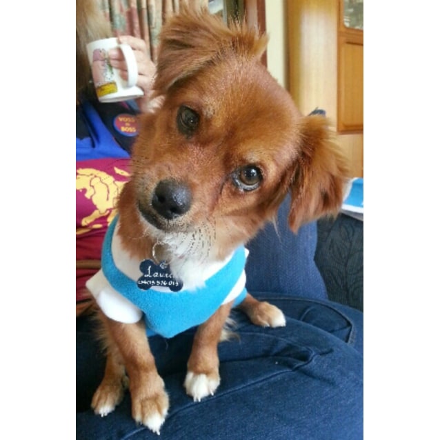 king charles cavalier chihuahua mix