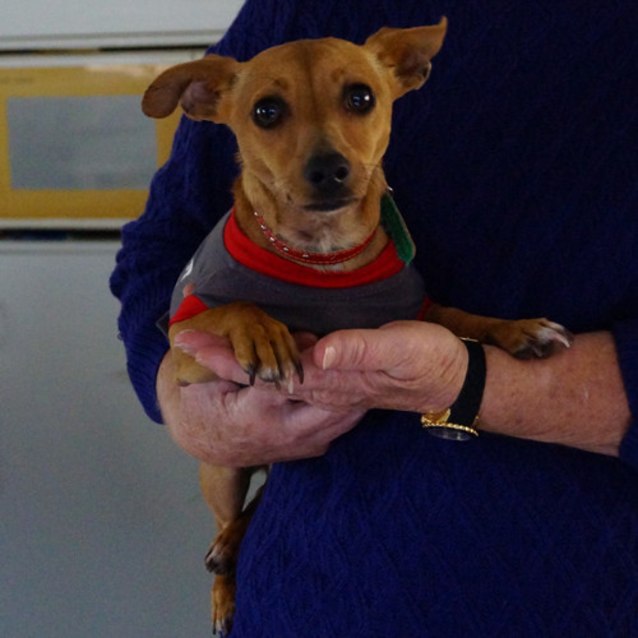Max Small Male Dachshund x Miniature Fox Terrier Mix Dog in QLD