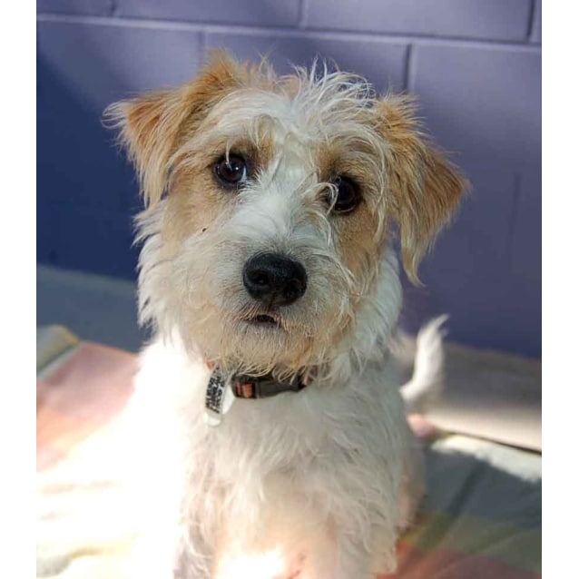 Walter Small Male Poodle Miniature x Jack Russell Terrier Wire Hair