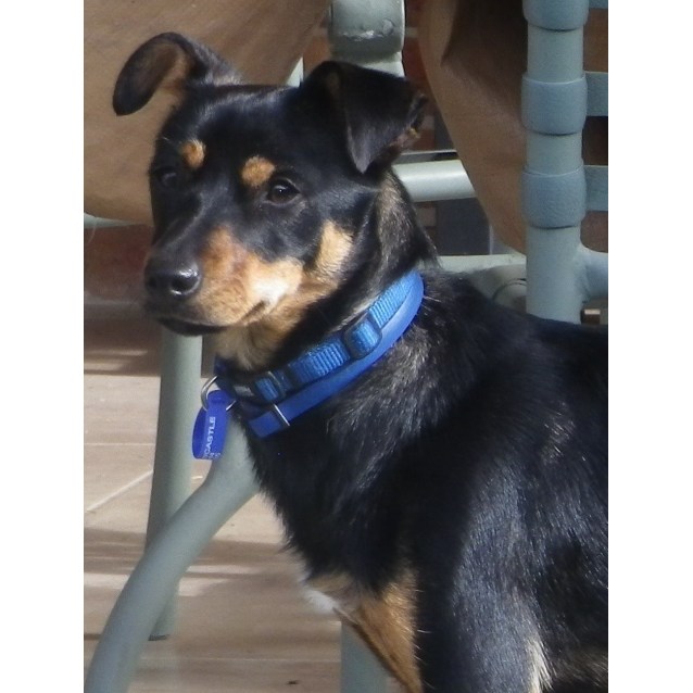 Rocky (On Rial 30/6/13) - Small Male Mini Pinscher x Fox ...