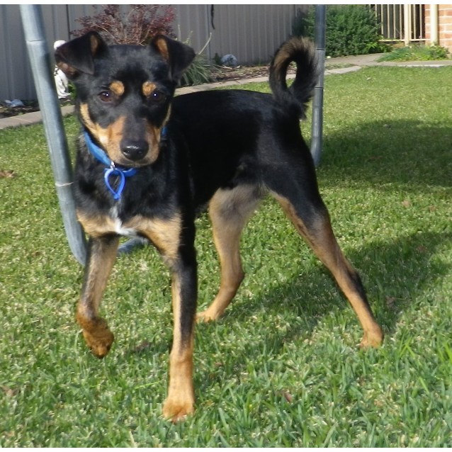 Rocky (On Rial 30/6/13) - Small Male Mini Pinscher x Fox ...