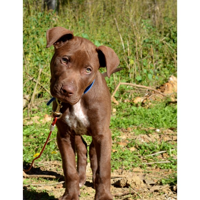 Bronx Medium Male Labrador x American Staffordshire Bull Terrier Mix