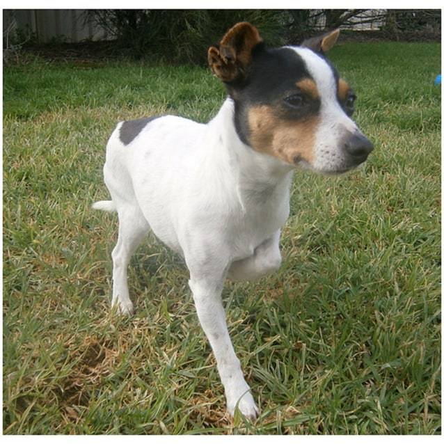 Itty Small Female Miniature Fox Terrier x Chihuahua Dog in NSW PetRescue Itty Small Female Miniature Fox Terrier x Chihuahua Dog in NSW PetRescue
