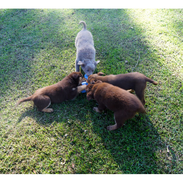 Cadbury Medium Male Kelpie x Golden Retriever Mix Dog in NSW PetRescue