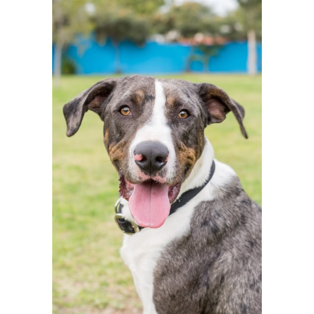 Buddy - Large Male Great Dane x Louisiana Catahoula Leopard Dog Mix Dog in QLD - PetRescue