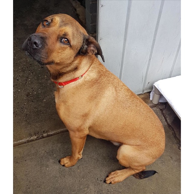 rhodesian ridgeback mastiff mix rhodesian ridgeback mastiff mix