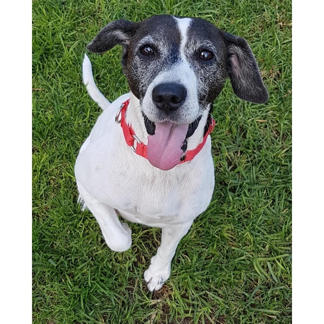 Shenton Park Dog Rescue Shenton Park Dog Rescue