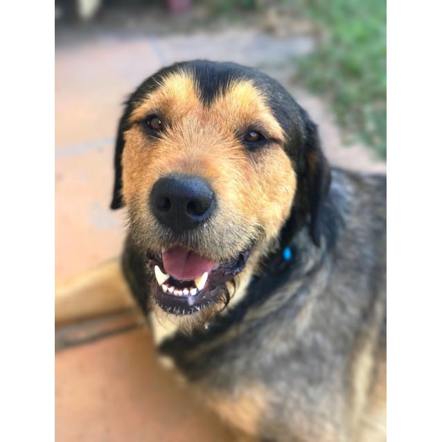 Billy - Large Male Irish Wolfhound x Rottweiler Dog in QLD - PetRescue