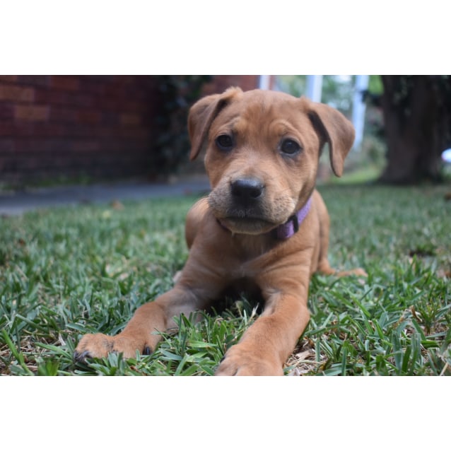 Gemini Large Female Mixed Breed Dog in NSW PetRescue