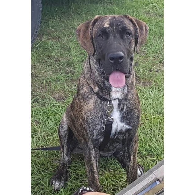 Hayley Large Female Great Dane x Neapolitan Mastiff Mix Dog in QLD