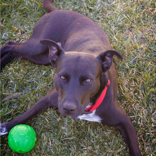 Nikki Kelpie x Cattle dog Medium Female Australian Cattle Dog x Kelpie Mix Dog in NSW
