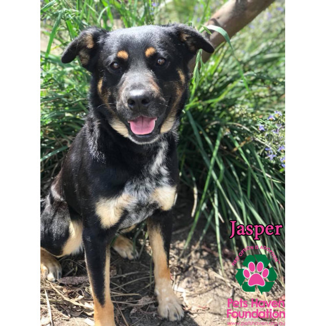 Jasper Medium Male Australian Cattle Dog x Rottweiler Mix Dog in VIC