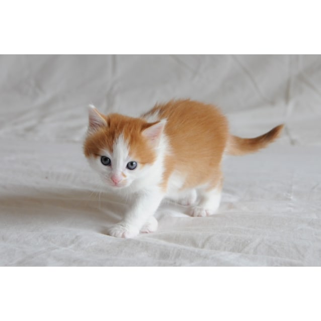 Camellia The Playful Ginger White Girl Kitten Female Domestic