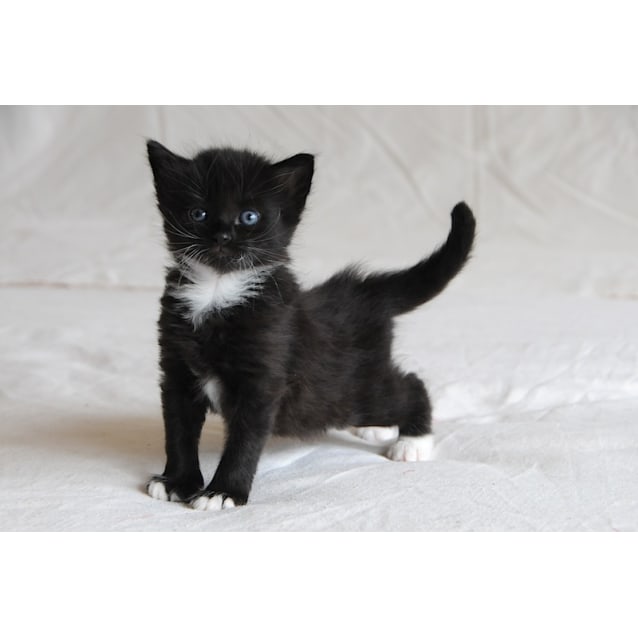 Cosmo The Fluffy Friendly Tuxedo Kitten Male Domestic Medium