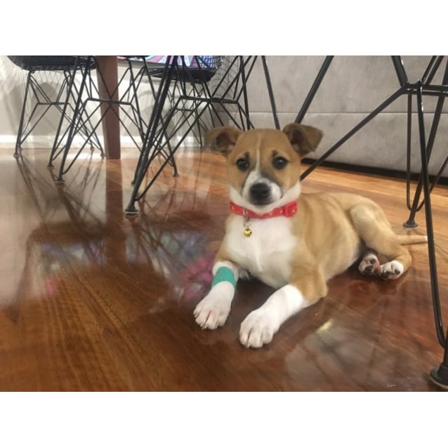Harlo Small Female Italian Greyhound X Shiba Inu Mix Dog