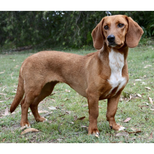 Bassie Medium Female Basset Hound x Labrador Mix Dog in NSW PetRescue