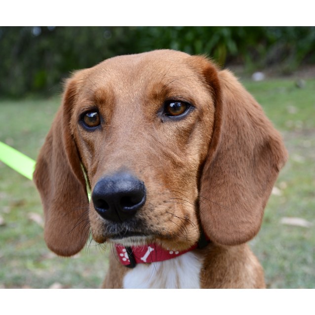 Bassie Medium Female Basset Hound x Labrador Mix Dog in NSW PetRescue