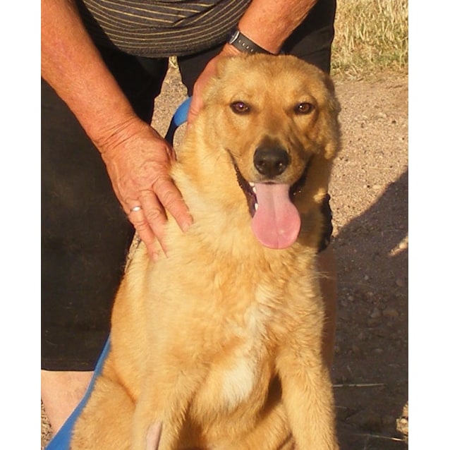 Dan Medium Male German Shepherd x Labrador x Red Heeler Mix Dog in SA