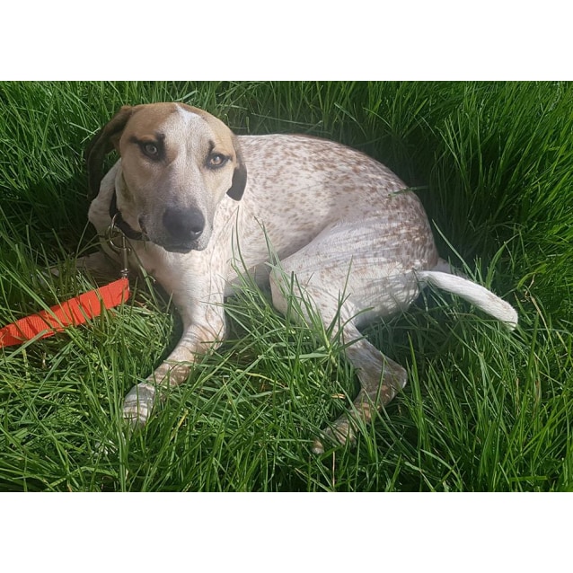 Norbit Medium Male German Shorthaired Pointer X Red Heeler Mix