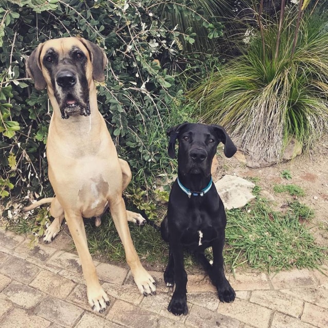 Ian The Mini Dane Large Male Great Dane Dog in NSW PetRescue