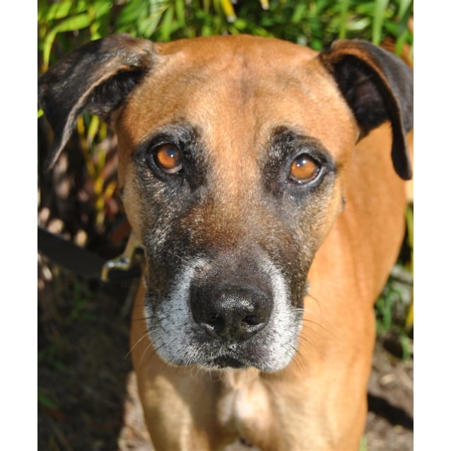 Sam Large Male Boxer x Rhodesian Ridgeback Mix Dog in QLD PetRescue