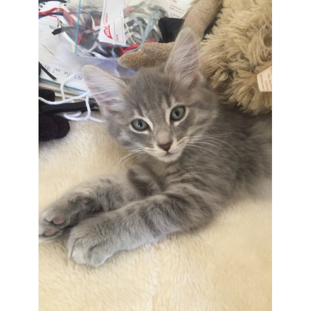 Earl Grey The Fluffy Gentleman Kitten Male Domestic Medium Hair