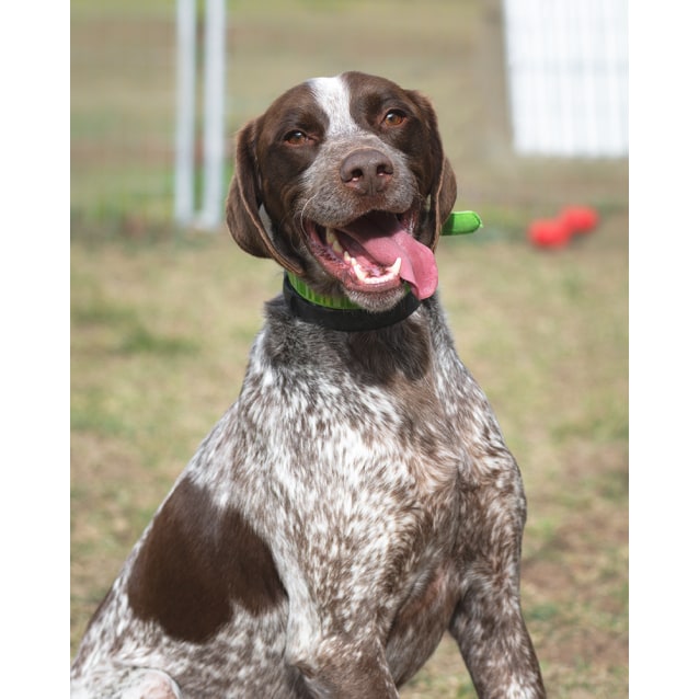 Chops 86894 Medium Male Brittany Spaniel X German Shorthaired