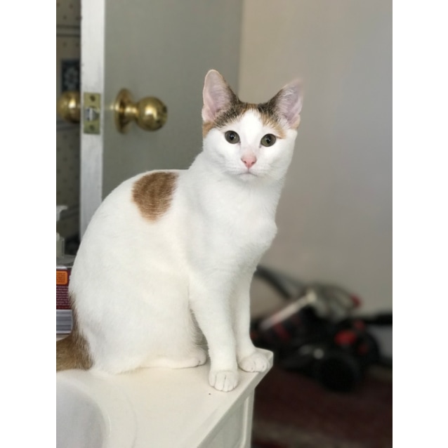 Coconut Calico Cat Female Domestic Short Hair Cat In Nsw Petrescue