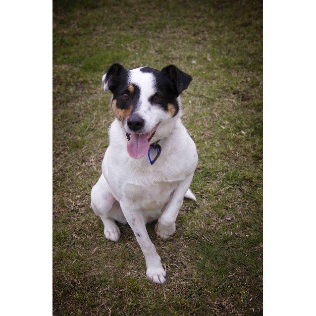 79+ Border Collie With Brown Spots