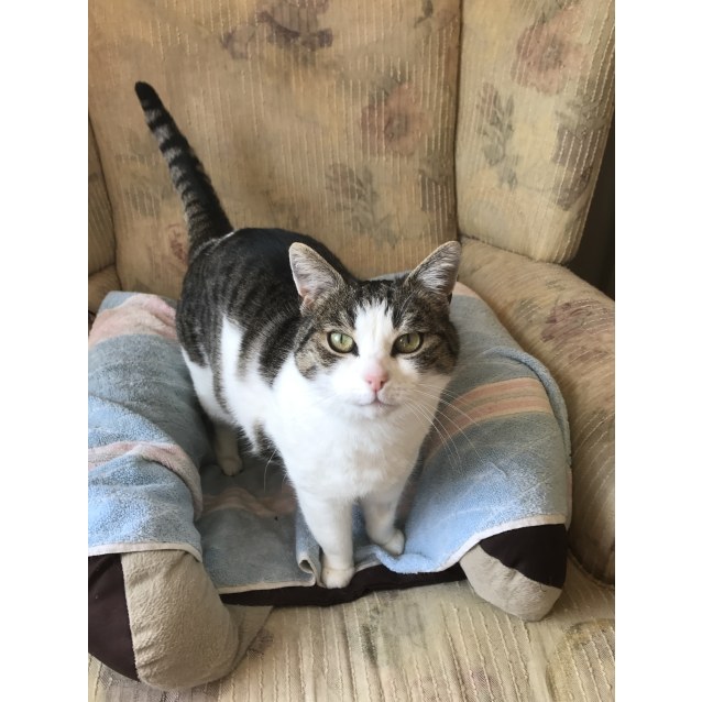 pound cats mackenzie the