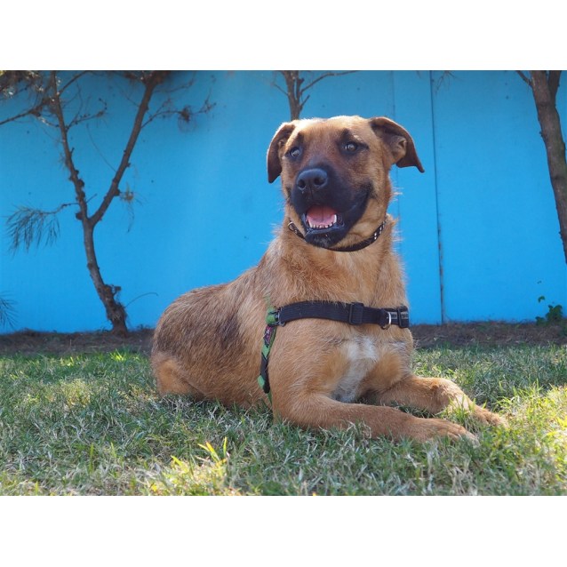 Roxanne - Medium Female Boxer x Airedale Terrier Mix Dog in QLD - PetRescue
