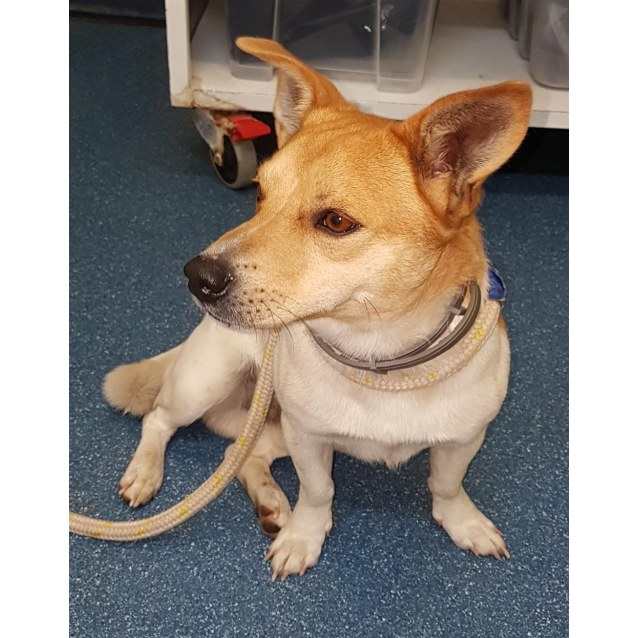 Qd Small Male Jack Russell Terrier X Shiba Inu Mix Dog In