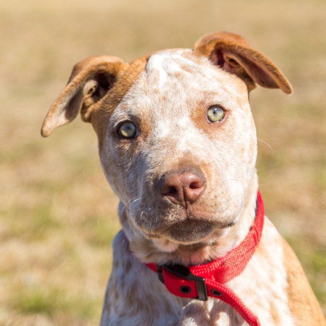 Bluey Medium Male Australian Cattle Dog x Staffy x Mixed Breed Dog in NSW PetRescue