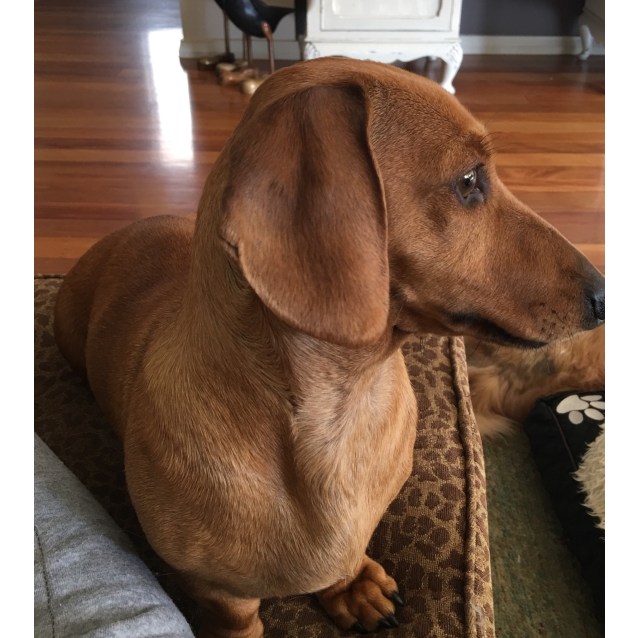 Missy Pure Bred Red Mini Short Hair Dachshund Pup Small Female