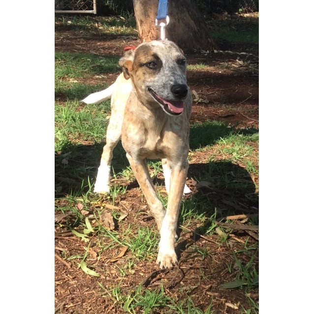 Willow - Medium Female Australian Cattle Dog x Italian Greyhound Mix