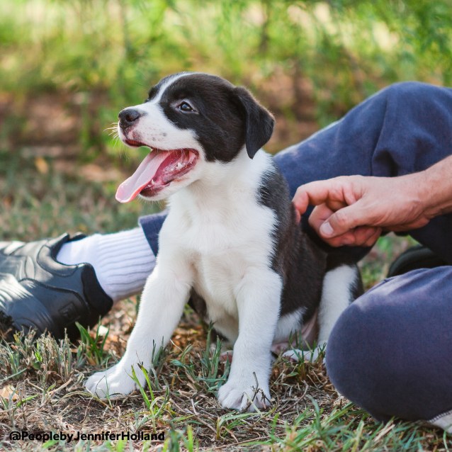 Jolly Border Collie X Staffy (on trial 5/3/19) Medium Male Border Collie x Staffy Mix Dog in