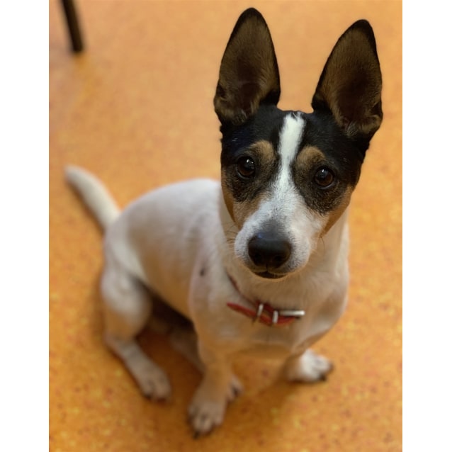 Scooby Doo Small Male Miniature Fox Terrier Mix Dog in QLD PetRescue